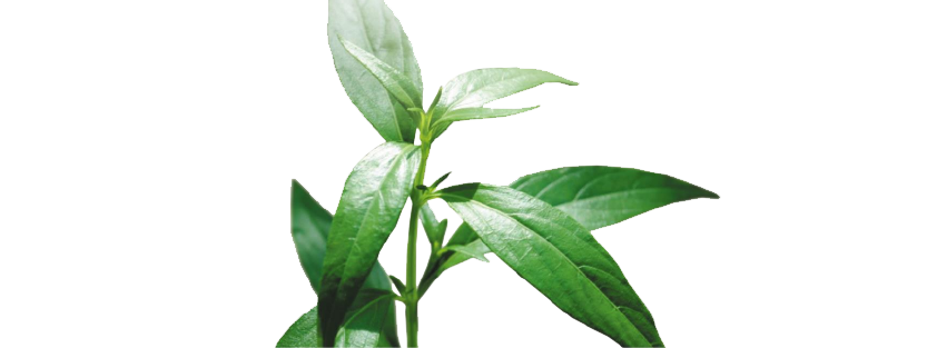 240612-WEBSITE-SOURSOP-48.png